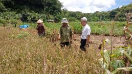 TURUN KE LAPANGAN PANEWU RONGKOP MONITORING PANEN RAYA